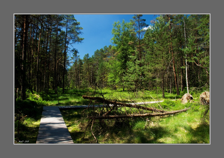 _DSC0355